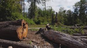 Best Tree Maintenance Programs  in Morganton, NC