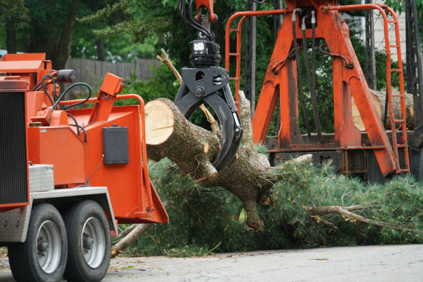 Best Leaf Removal  in Morganton, NC